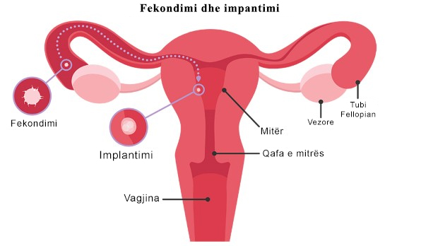 Çfarë është fekondimi?