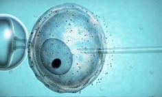 Fekondimi in vitro (IVF)