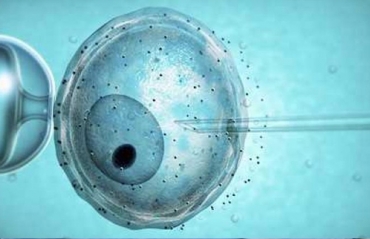 Fekondimi in vitro (IVF)
