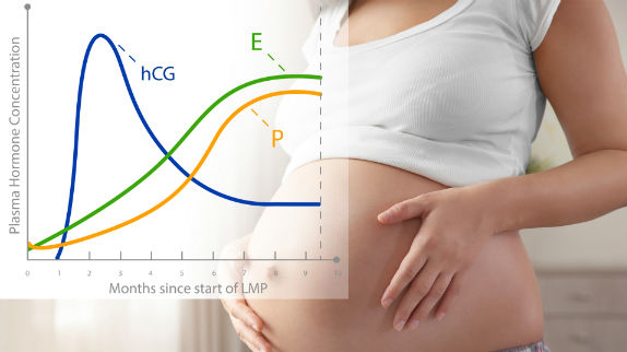 Nivelet e HCG gjatë shtatzënisë: çfarë është normale?
